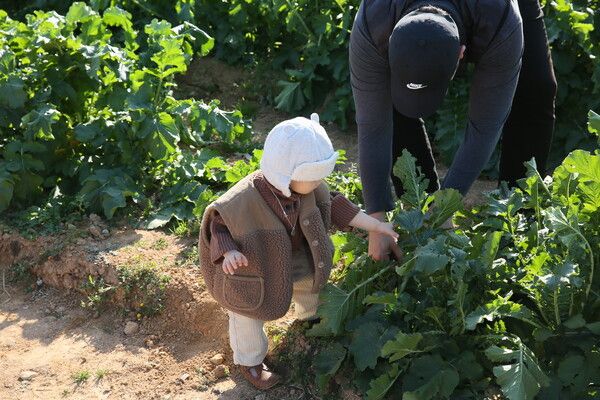 상하농원&nbsp;김장체험&nbsp;이미지 /상하농원