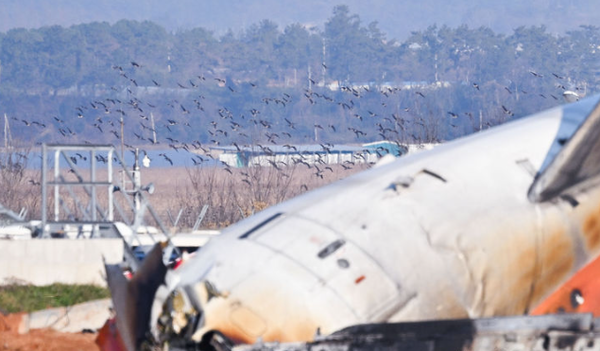 전남 무안국제공항에서 발생한 항공기 착륙 도중 충돌 사고의 원인으로 조류 충돌(버드 스트라이크)에 따른 항공기 엔진 폭발이 지목되는 가운데 29일 오후 무안국제공항 주변으로 철새떼가 날고 있다. 2024.12.29 / 사진=뉴시스