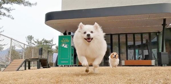 경기 남양주에 위치한 '스타벅스 더북한강R점' 펫 프렌들리 매장에서 강아지가 뛰어 놀고 있는 모습. 이 리저브 매장에는 반려동물과 즐길 수 있는 100평 규모의 펫 파크 공간이 조성돼 있다 / 출처 - 스타벅스, 뉴시스