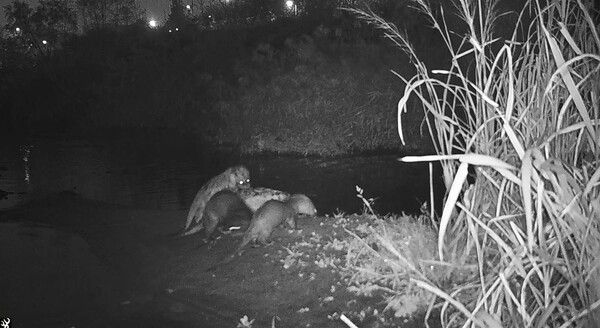 생태 모니터링 무인 카메라에 포착된 서울 중랑천 수달 3마리