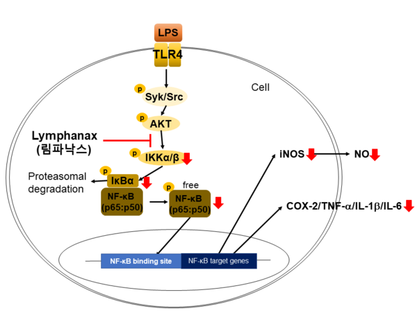 림파낙스 항염 효능 활성 기전