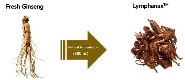 발효 인삼 소재 림파낙스 이미지