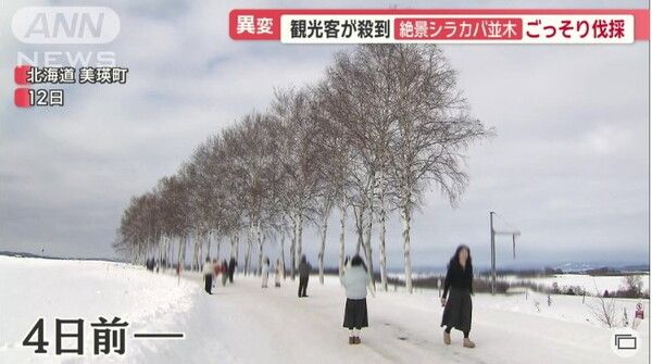 관광객이 몰려 절경인 자작나무 가로수 벌채/테레아사 16일 보도분 갈무리(포인트경제)