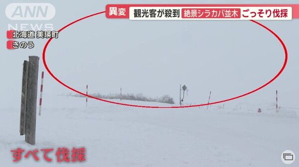 자작나무 가로수 모두 벌채/테레아사 16일 보도분 갈무리(포인트경제)