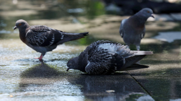 바닥의 물로 목을 축이는 비둘기들 / 출처=뉴시스