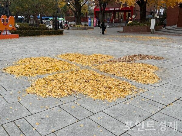 20일 마로니에 공원 은행잎들&nbsp; ⓒ포인트경제 /사진=명은별