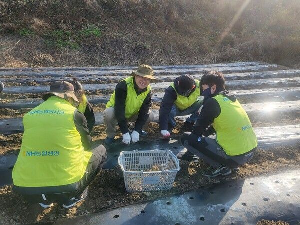 NH농협생명, 임도곤 부사장과 농촌일손돕기 나서 /NH농협생명 제공