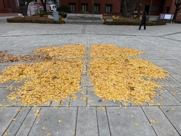 20일 마로니에 공원 은행잎들&nbsp; ⓒ포인트경제 /사진=명은별