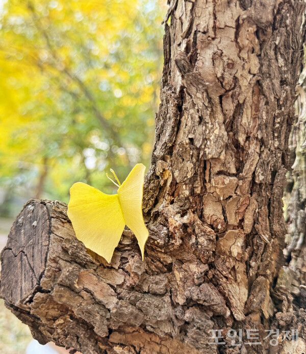 8일 오후 3시께 가을 단풍 은행잎이 나비모양처럼 나무에 걸려 있다. /사진=이영후&nbsp;ⓒ포인트경제