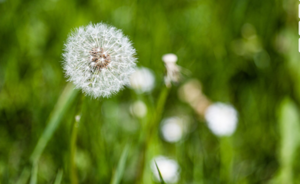 민들레 /사진=프리픽