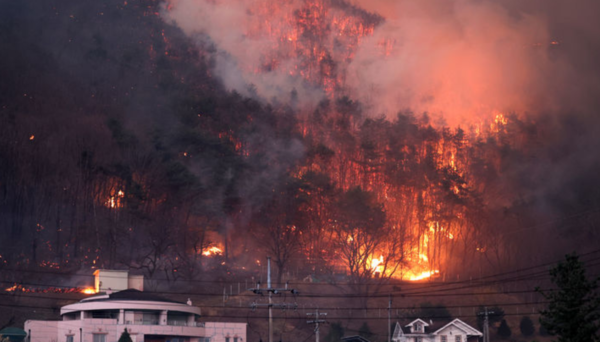 경북 의성군 산불 발생 나흘째인 25일 산불이 안동시 남후면 광음리 마을 인근까지 번지고 있다. /사진=뉴시스