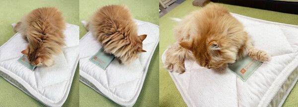 시몬스 N32 '쪼꼬미' 탐색 후 자리를 잡는 고양이 ⓒ포인트경제