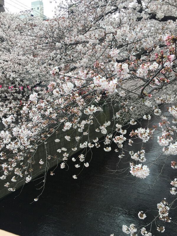 메구로강(目黒川)의 나카메구로역(中目黒駅) 근처의 풍경&nbsp;ⓒ포인트경제 박진우 특파원