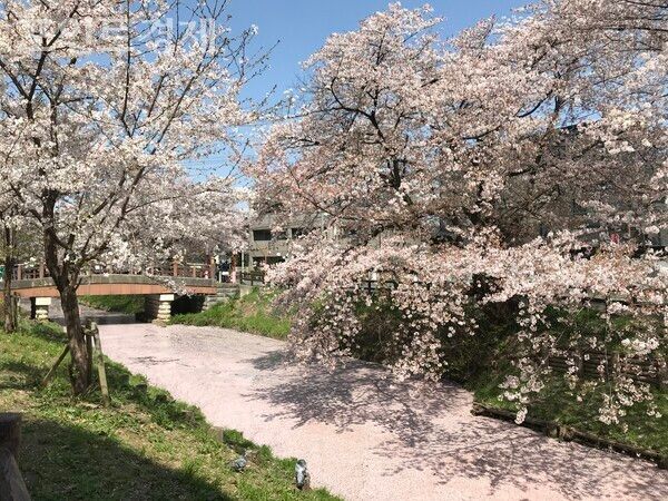 카와고에시(川越市)의 신가시강(新河岸川)의 풍경 ⓒ포인트경제 박진우 특파원