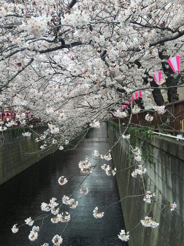 메구로강(目黒川)의 나카메구로역(中目黒駅) 근처의 풍경 ⓒ포인트경제 박진우 특파원