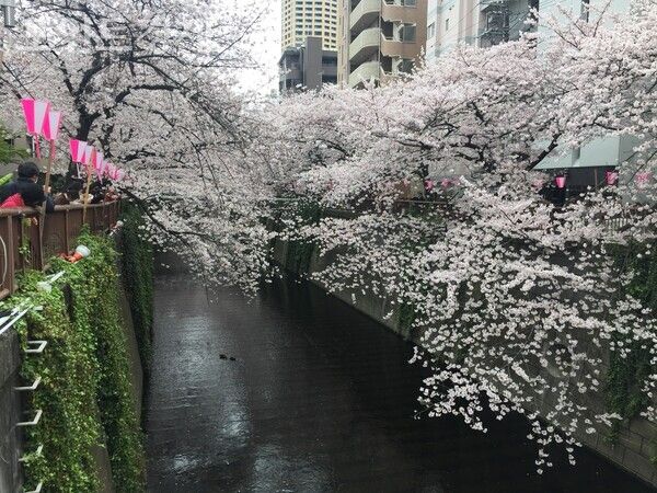 메구로강(目黒川)의 나카메구로역(中目黒駅) 근처의 풍경&nbsp;ⓒ포인트경제 박진우 특파원