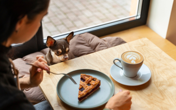 반려동물과 함께 음식점에 앉아있는 여성 /사진=프리픽