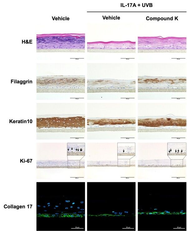 아모레퍼시픽 '진세노믹스 피부 저속 노화 효능 발표' 관련 이미지 [사진=아모레퍼시픽](포인트경제)