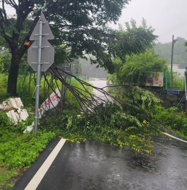 쓰러진 나무. /경기도북부소방재난본부