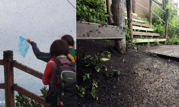 지난달 30일 오전 인천 계양구 계양산에 러브버그(붉은등우단털파리)들 /사진=뉴시스