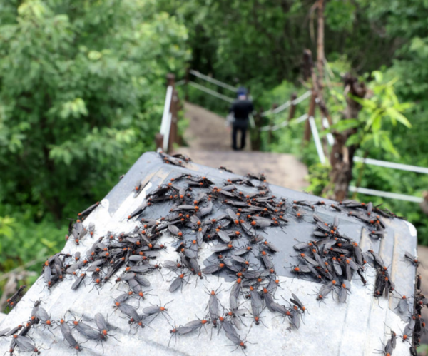 지난달 30일 오전 인천 계양구 계양산 정상에서 러브버그(붉은등우단털파리) 무리가 등산로와 등산객들에게 들러붙으며 불쾌감을 주고있다. /사진=뉴시스