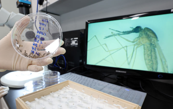 말라리아 전국 경보 발령. 인천 중구 인천보건환경연구원 매개체감염병과 실험실에서 연구사가 채집한 모기를 들어 보이고 있다 / 사진출처-뉴시스 (포인트경제)