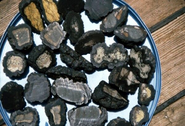 태평양 해산(海山)에서 채집한 망간단괴 / 美 연방해양대기청