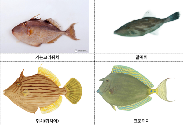 식용 가능한 쥐치 4종 /식품의약품안전처,&nbsp;국립생물자원관-한반도의 생물다양성,&nbsp;어류도감(김인영)
