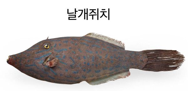 날개쥐치 /사진=국립해양생물자원관