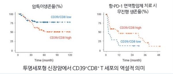 투명세포형 신장암에서 CD39⁺CD8⁺ T세포 고비율, 저비율 그룹에서의 차이