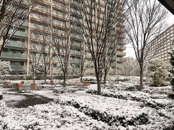 단지 내 산책로와 수목이 눈옷을 입은 채 겨울 도쿄의 일상을 보여주고 있다/사진=박진우 특파원 ⓒ포인트경제