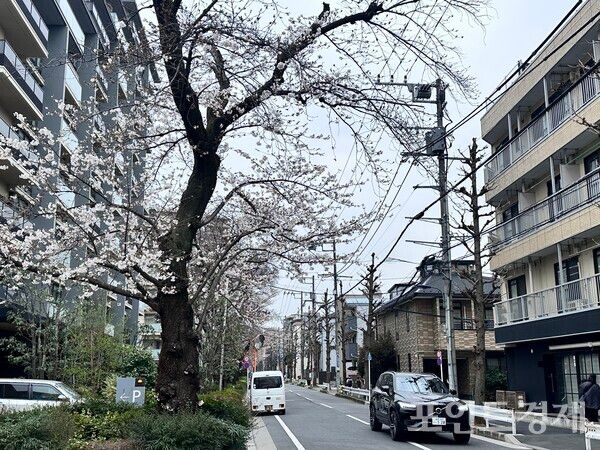 25일 일본 도쿄 기타구의 한 주택가에 피어있는 벚꽃 풍경&nbsp;ⓒ포인트경제