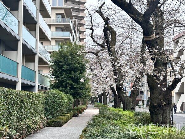 25일 일본 도쿄 기타구의 한 주택가에 피어있는 벚꽃 풍경&nbsp;ⓒ포인트경제