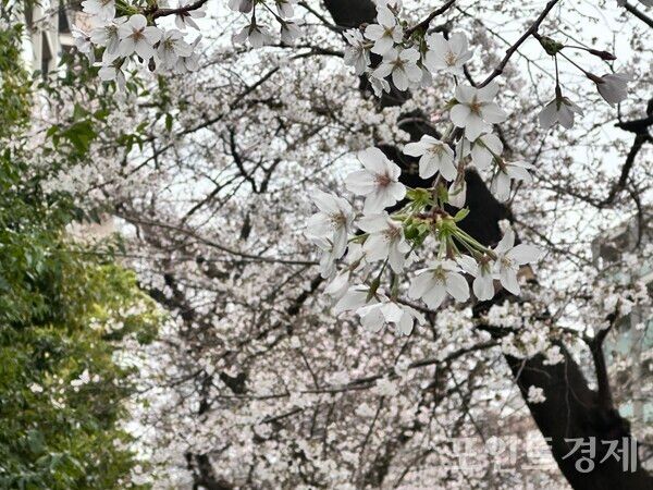 25일 일본 도쿄 기타구의 한 주택가에 피어있는 벚꽃 풍경&nbsp;ⓒ포인트경제