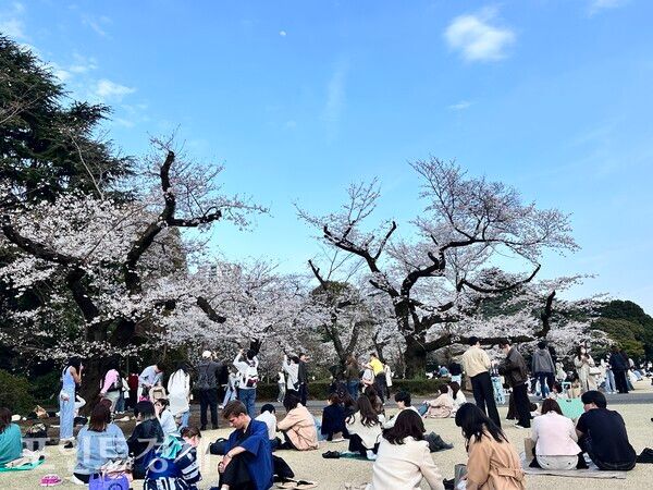 봄빛 번진 신주쿠교엔…벚꽃 아래 모인 시민들/ 사진=박진우 특파원 ⓒ포인트경제