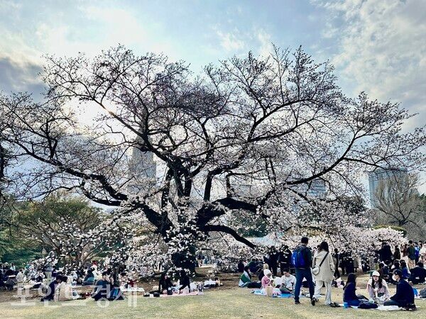 봄빛 번진 신주쿠교엔…벚꽃 아래 모인 시민들/ 사진=박진우 특파원 ⓒ포인트경제