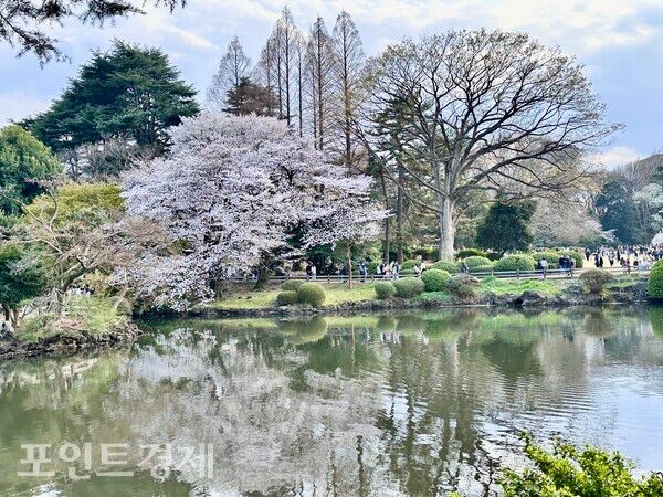 봄빛 번진 신주쿠교엔…벚꽃 아래 모인 시민들/사진=박진우 특파원 ⓒ포인트경제