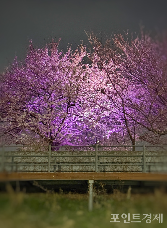 29일 오후 8시 10분께 서울시 안양천 산책로에 벚꽃 나무들 /사진=이영후 ⓒ포인트경제