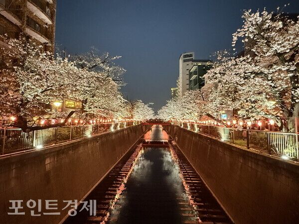 도쿄 메구로가와(目黒川) 일대에 벚꽃이 만개한 29일 오후 6시 30분께 야간 조명이 켜진 하천변에 봄밤 풍경이 이어지고 있다/사진=박진우 특파원 ⓒ포인트경제