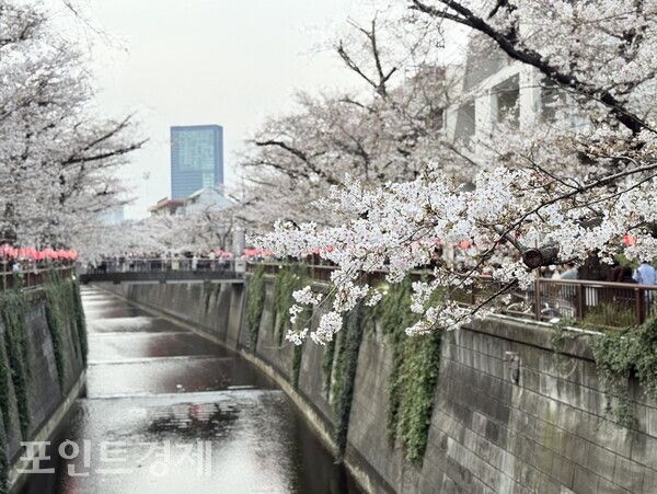 도쿄 메구로가와(目黒川) 일대에 벚꽃이 만개한 29일 오후, 하천을 따라 봄 풍경이 펼쳐지고 있다/사진=박진우 특파원 ⓒ포인트경제