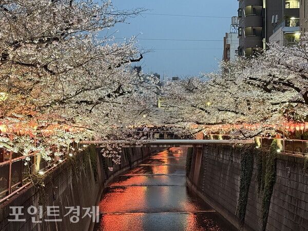도쿄 메구로가와(目黒川) 일대에 벚꽃이 만개한 29일 오후 6시 30분께 야간 조명이 켜진 하천변에 봄밤 풍경이 이어지고 있다/사진=박진우 특파원 ⓒ포인트경제