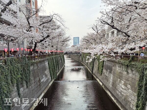 도쿄 메구로가와(目黒川) 일대에 벚꽃이 만개한 29일 오후, 하천을 따라 봄 풍경이 펼쳐지고 있다/사진=박진우 특파원 ⓒ포인트경제