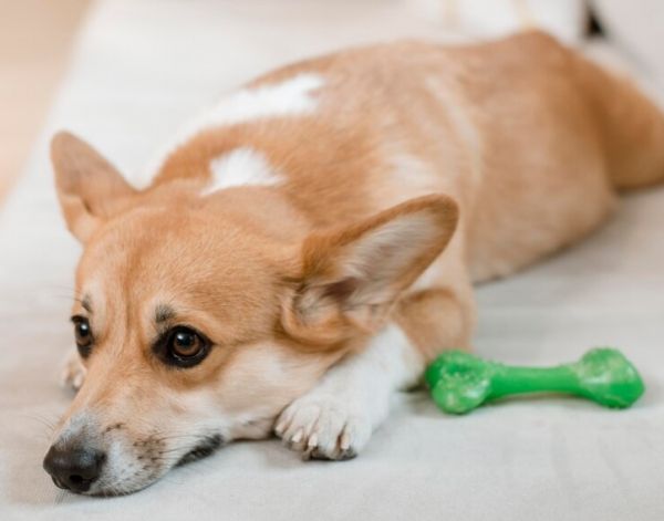 반려견 / 출처 - 프리픽