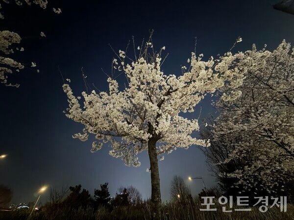 2일 오후 11시께 서울시 영등포구 선유도공원 입구에 서 있는 밪꽃나무가 빛나고 있다. /사진=라명숙 ⓒ포인트경제