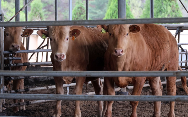 지난&nbsp;22일 오전 충남 홍성군 갈산면의 한 한우&nbsp;농가&nbsp;모습 /사진=연합뉴스