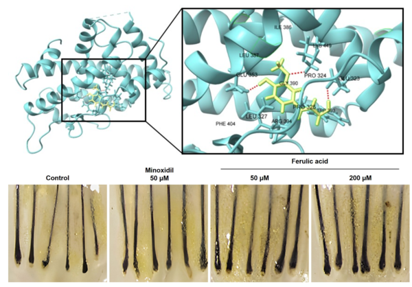 (상단)AI 분자 모델링 기술을 활용한 '페룰릭산' 효능 실험, (하단)천궁 추출물 유래 발모 촉진 성분의 모발 성장기 유지 및 두께 실험 결과 /LG생활건강 제공