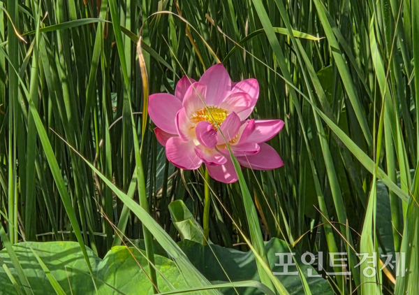 17일 오전 7시30분경 충남 홍성군 홍예공원 호숫가에 분홍빛 연꽃 /사진=전효선&nbsp;ⓒ포인트경제