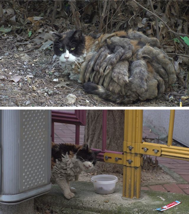 사진=SBS 'TV동물농장'