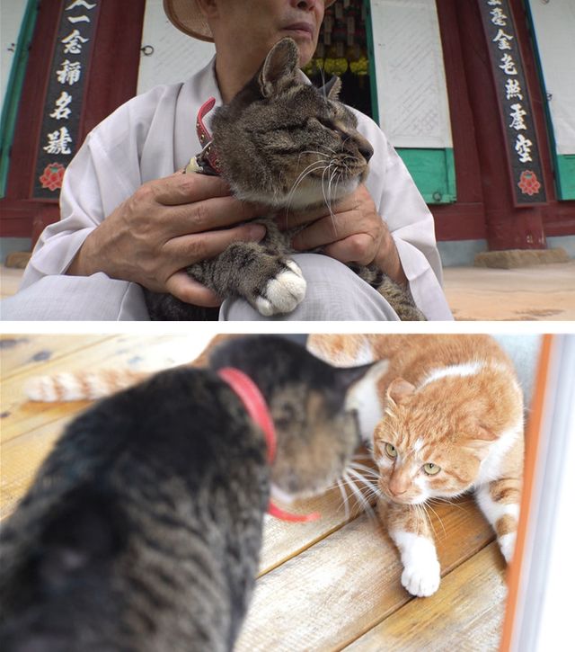 사진=SBS 'TV동물농장'