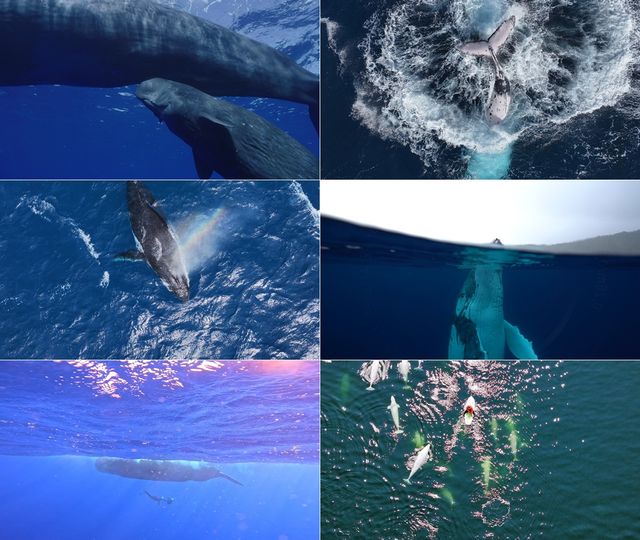 SBS 창사 33주년 기념 다큐멘터리 '고래와 나'